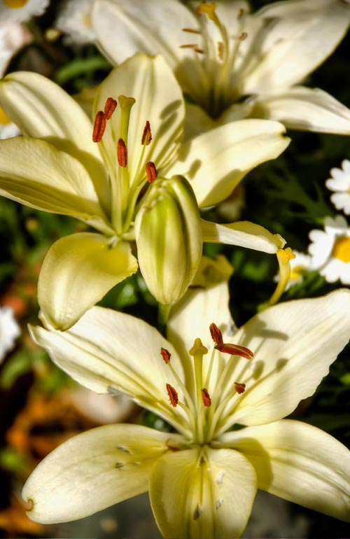 White Stargazer Lilies