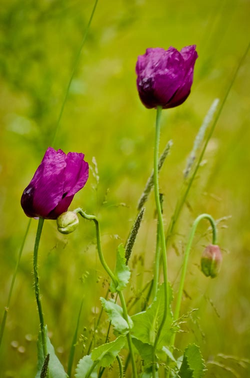 Purple Poppies