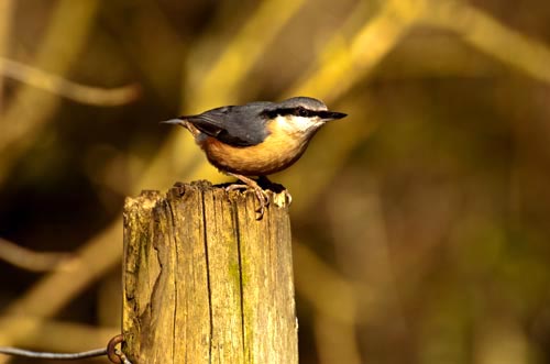 Nuthatch Perched